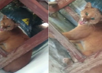 Morador encontra onça no quintal de casa no interior do Piauí; vídeo
